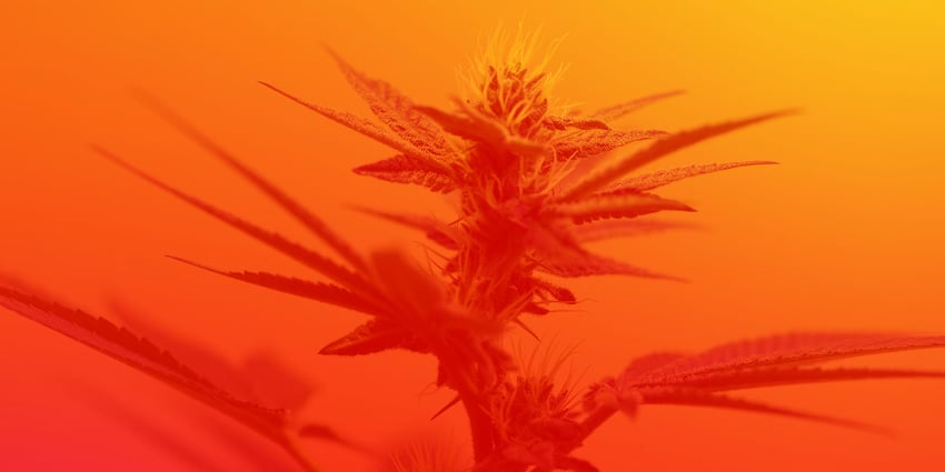 Cannabis social banners347_CannabisBlog